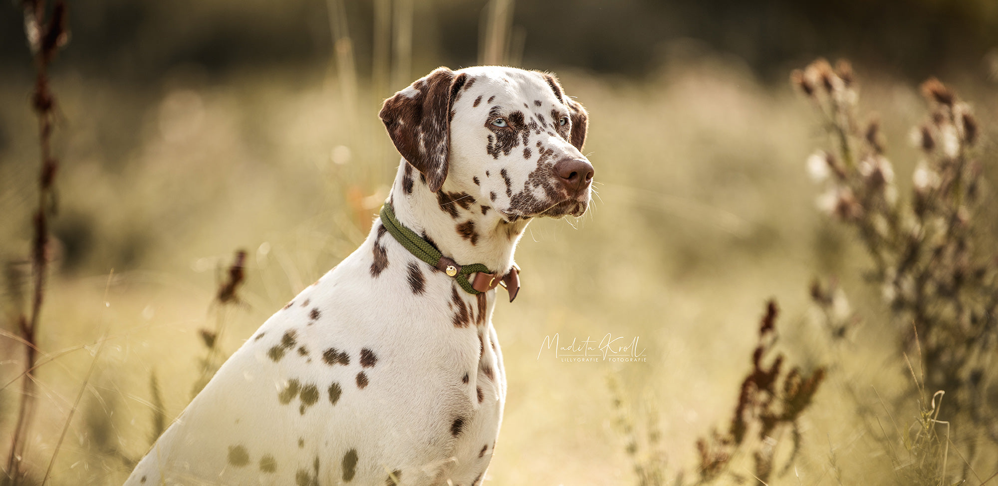 Halsbänder für Hunde