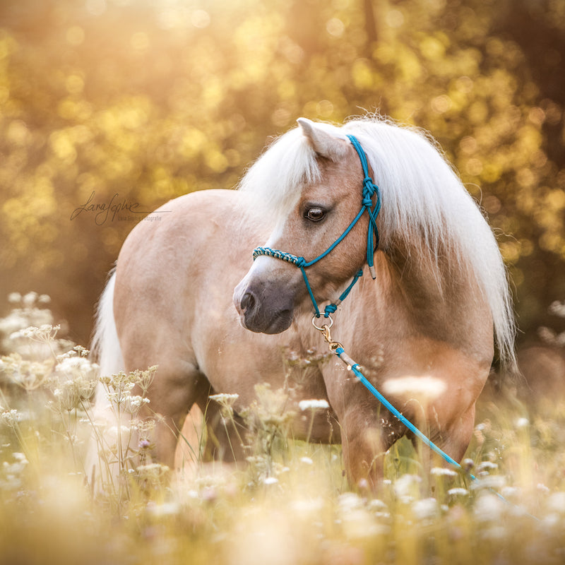 Knotenhalfter "Petrol"