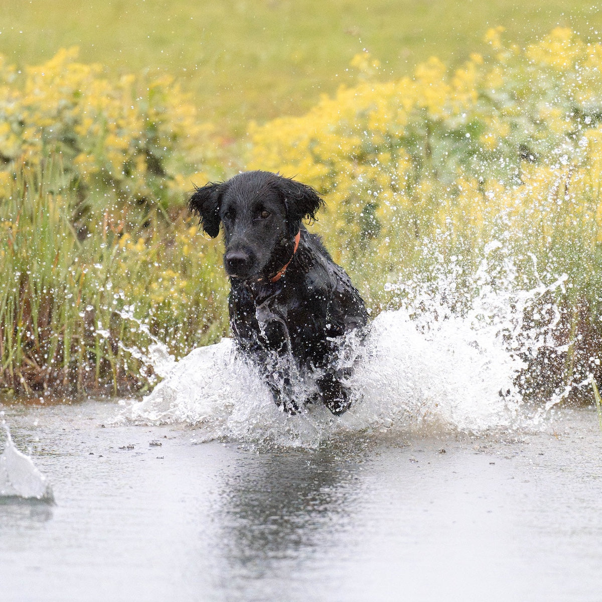 BioThane® Set | COGNAC