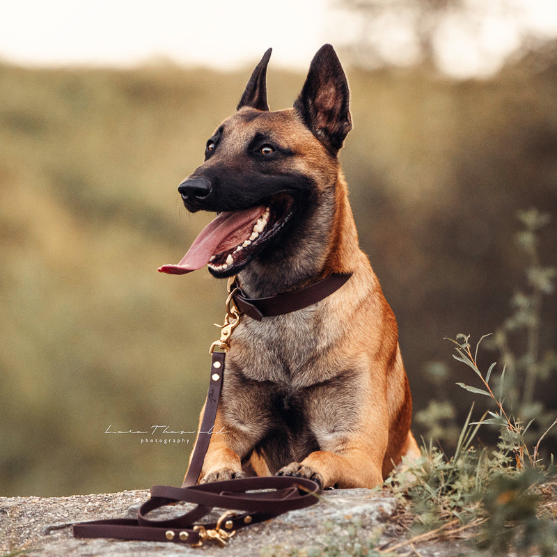 BioThane® Hundeleine | BROWN