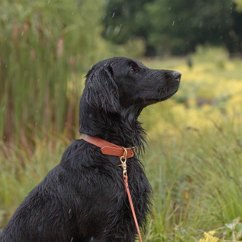 BioThane® Halsband | COGNAC