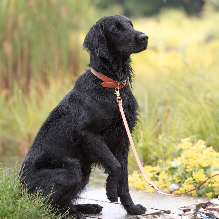 BioThane® Set | COGNAC