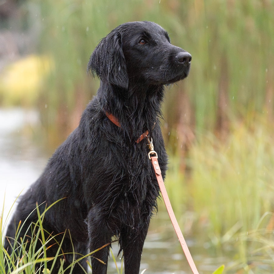 BioThane® Hundeleine | COGNAC