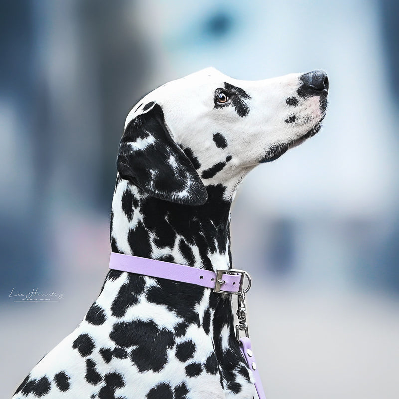 BioThane® Halsband | FLIEDER