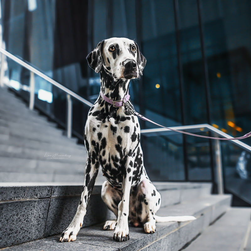 BioThane® Set | FLIEDER