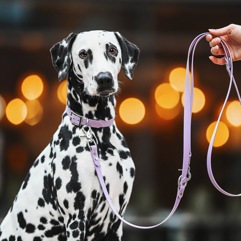 BioThane® Halsband | FLIEDER