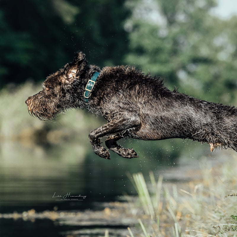 BioThane® Halsband | FOREST