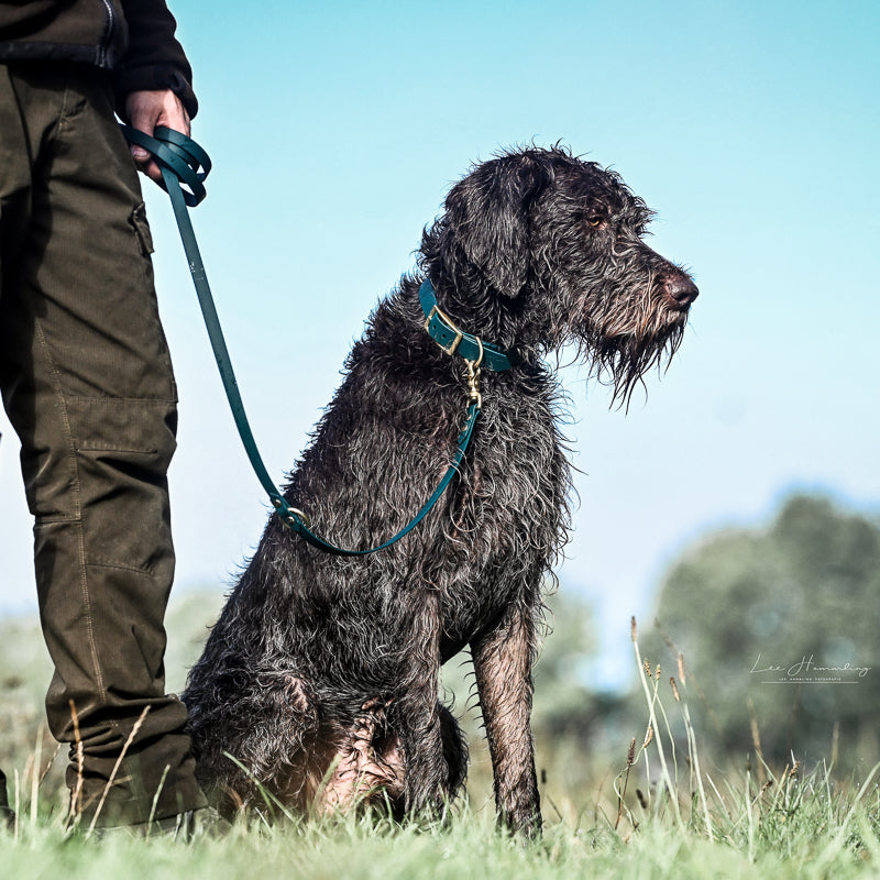 BioThane® Hundeleine | FOREST