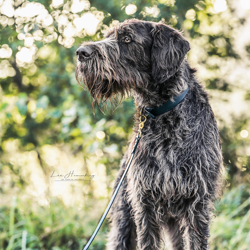 BioThane® Set | FOREST