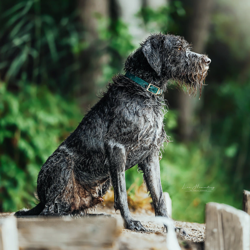 BioThane® Halsband | FOREST