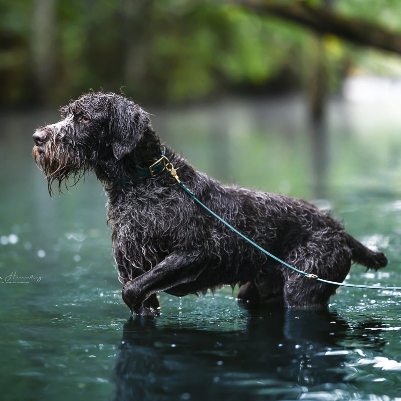 BioThane® Hundeleine | FOREST