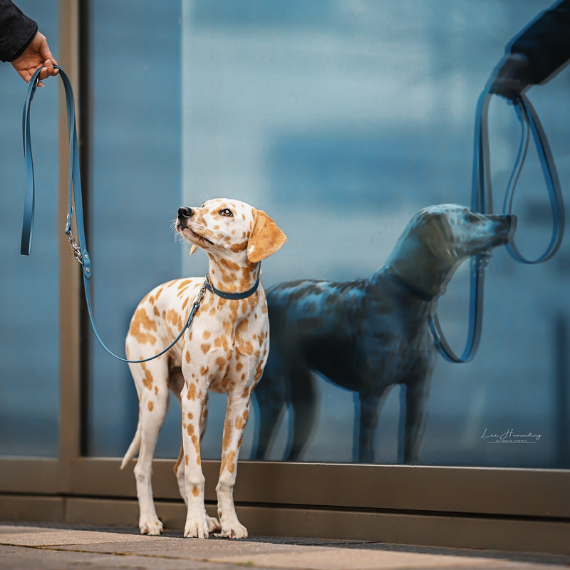 BioThane® Hundeleine | SKY BLUE