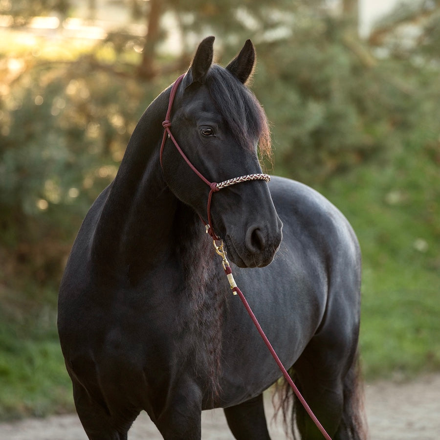 Knotenhalfter | ROTKÄPPCHEN