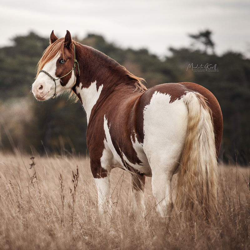 Knotenhalfter | PRINZESSIN AUF DER OLIVE