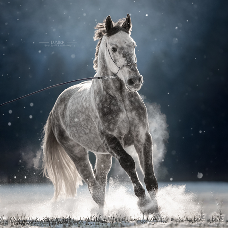 Set | HÄNSEL & GREYTEL ❄️