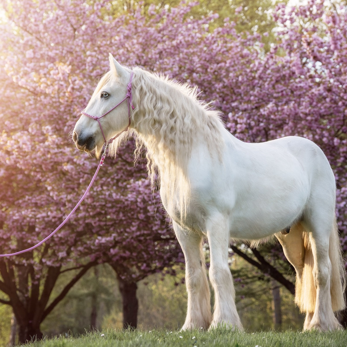 Set | SPRINGRÖSCHEN 🌸
