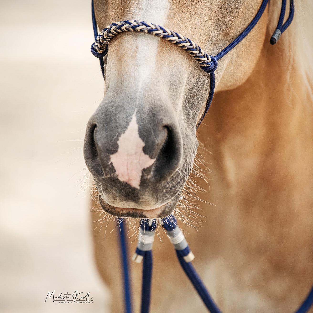 Knotenhalfter | FINDET NAVY