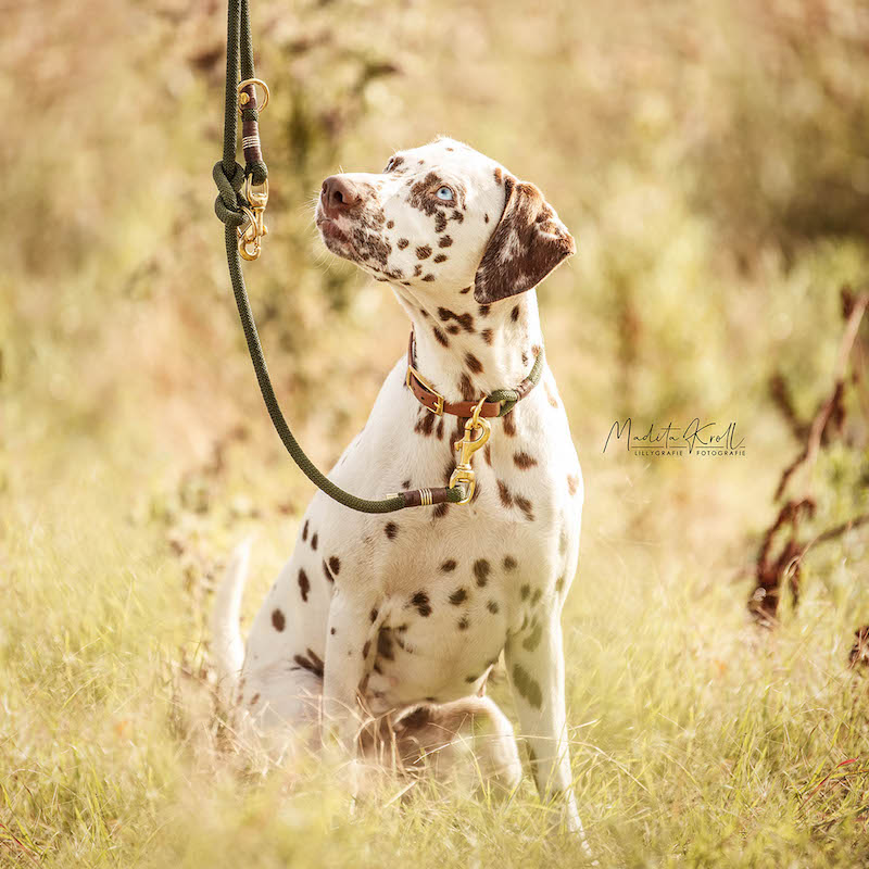 Halsband & Leine