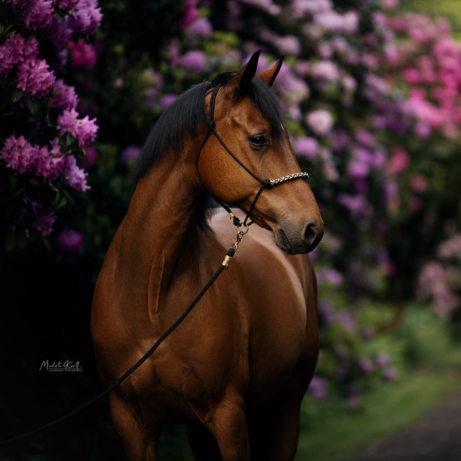 Knotenhalfter | BLACK BEAUTY