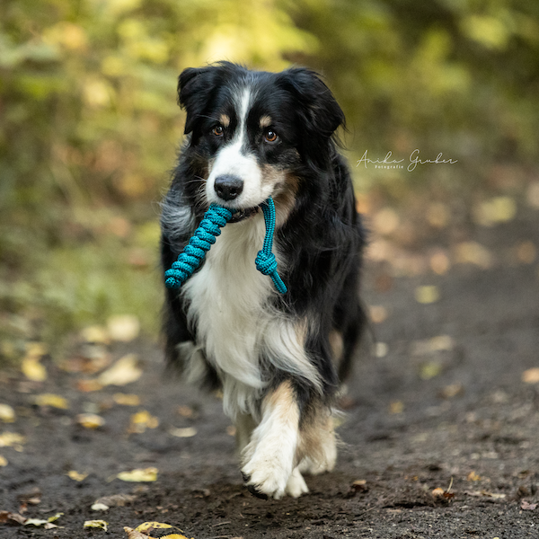 Hundespieli