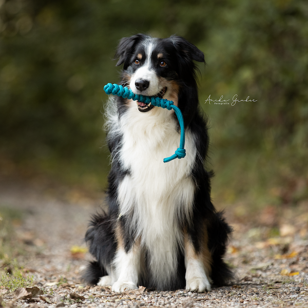 Hundespieli