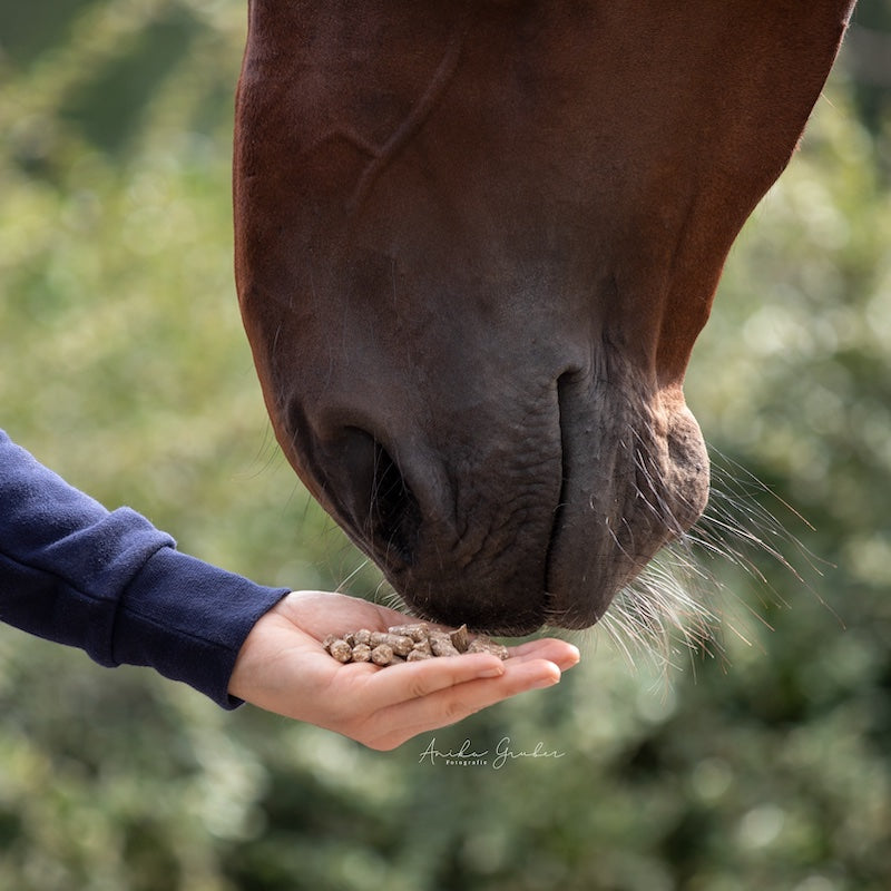 Pilsali’s Pralinchen