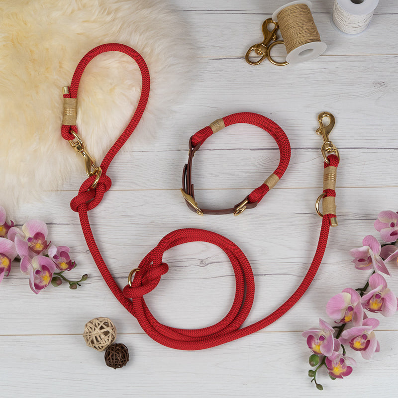 Halsband & Leine