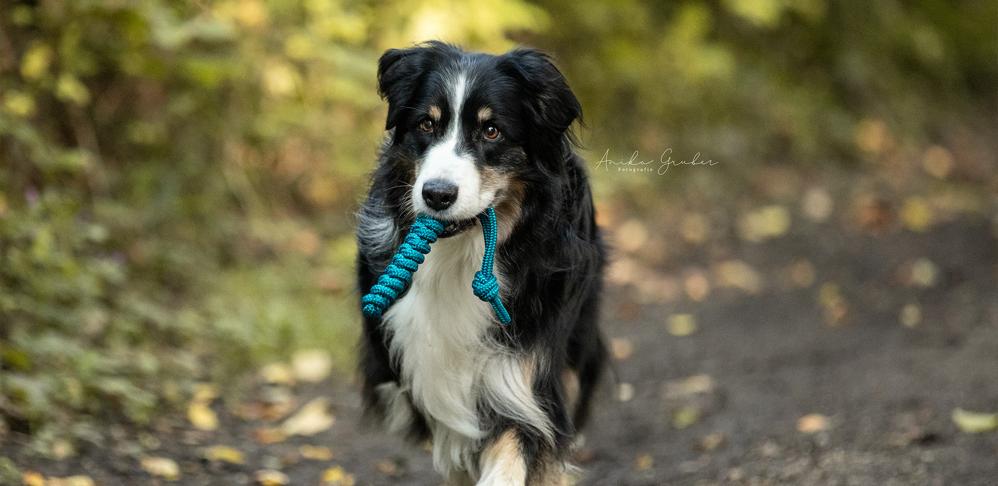 Zubehör für Hunde