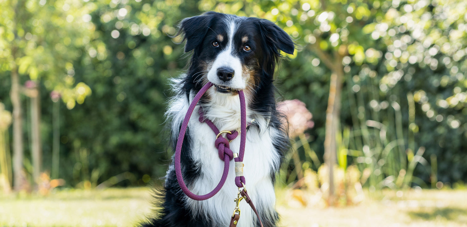 Retrieverleinen für Hunde
