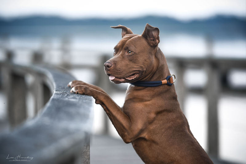 DESIGN YOUR OWN für Hunde