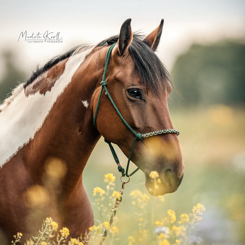 Knotenhalfter | FAST & FOREST 🍁