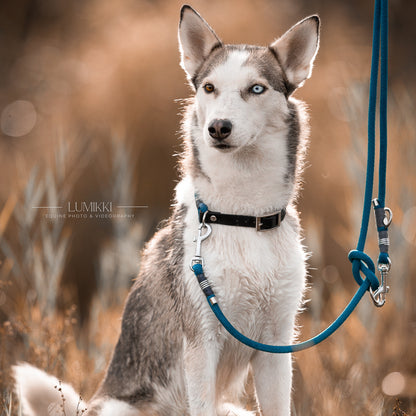 Halsband &amp; Leine