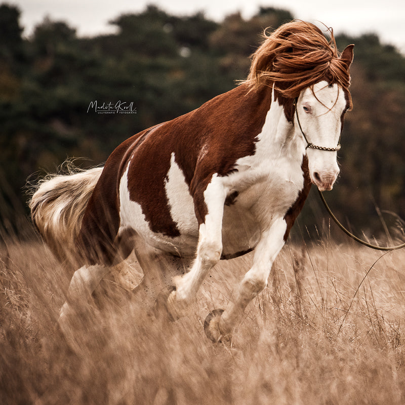 Bodenarbeitsseil | PRINZESSIN AUF DER OLIVE