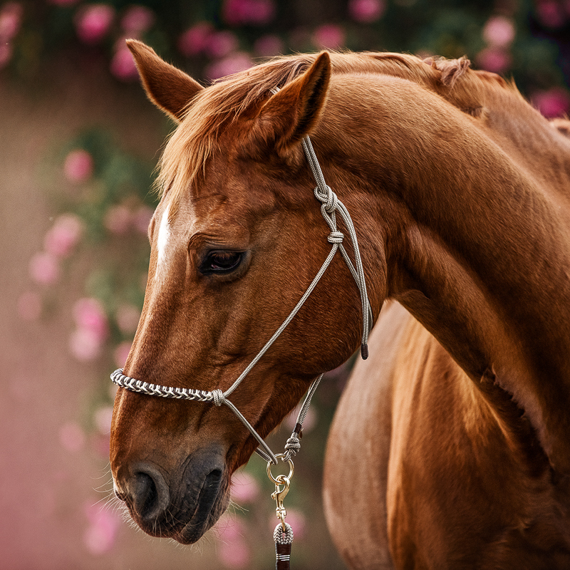 Knotenhalfter | TAUPE