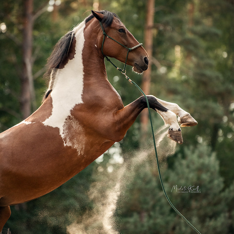Bodenarbeitsseil "Forest"