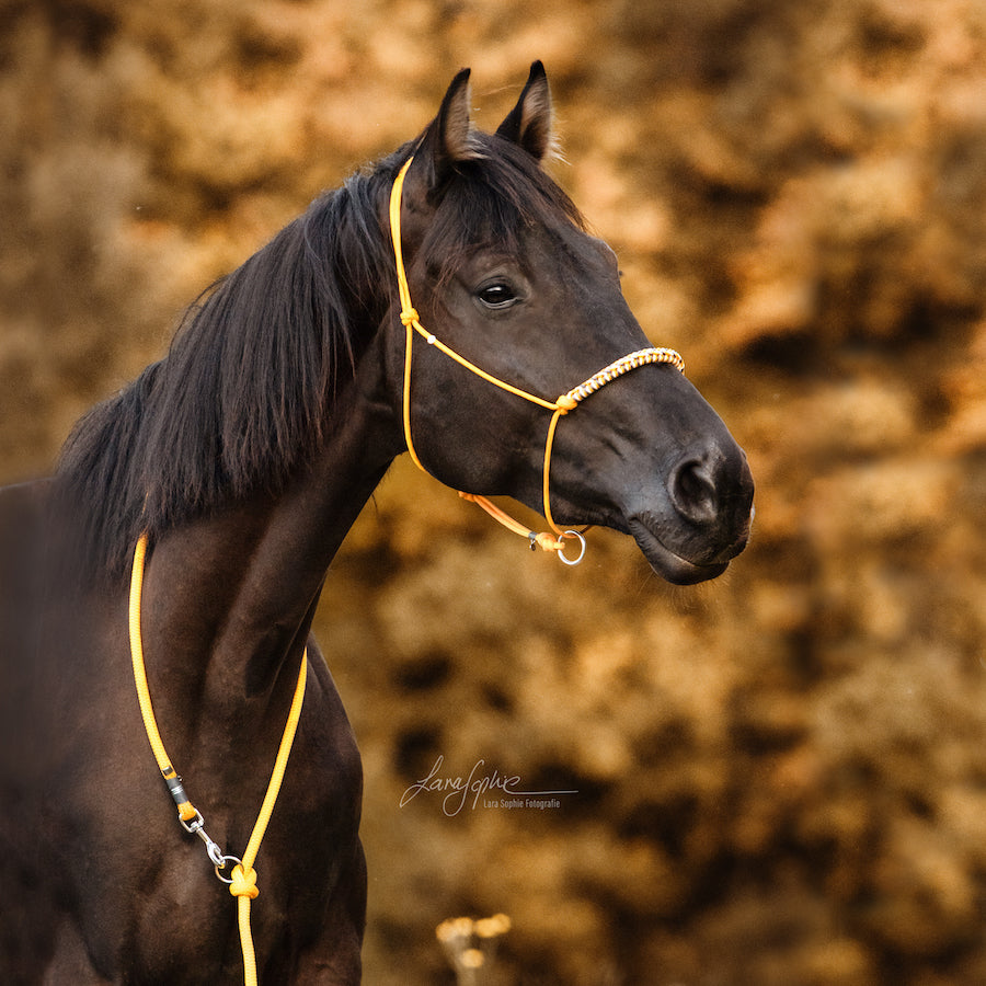 Bodenarbeitsseil | HONEY POOH 🍁