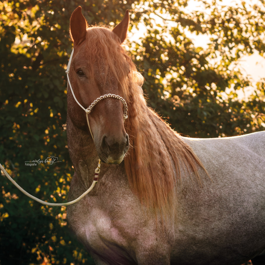 Bodenarbeitsseil "Vanille"