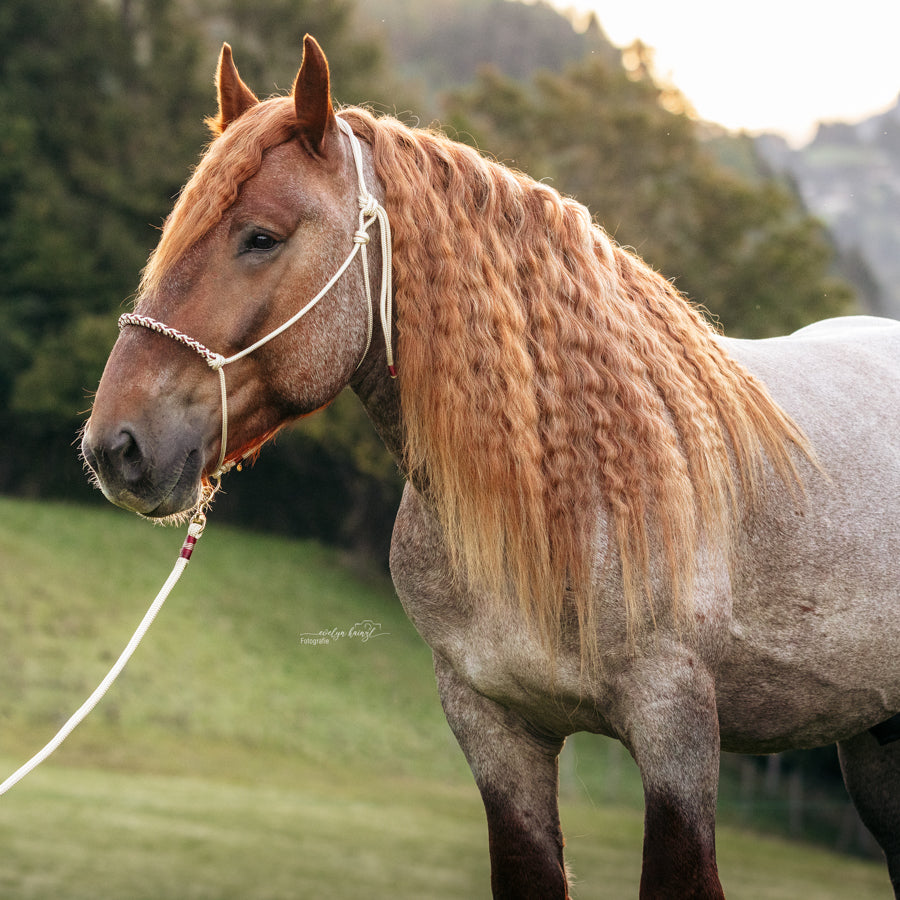 Knotenhalfter "Vanille"