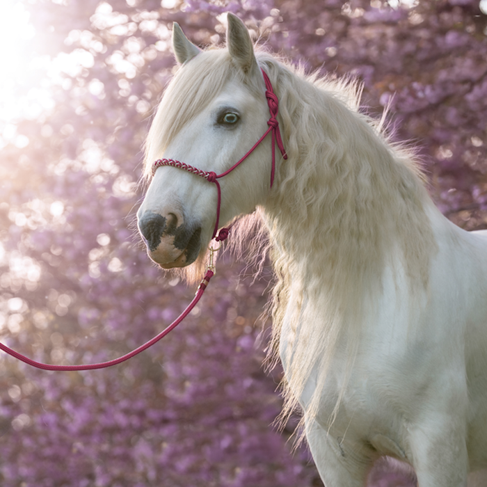 Knotenhalfter "Himbeere"