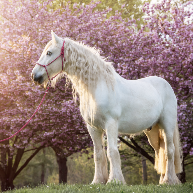 Bodenarbeitsseil "Himbeere"