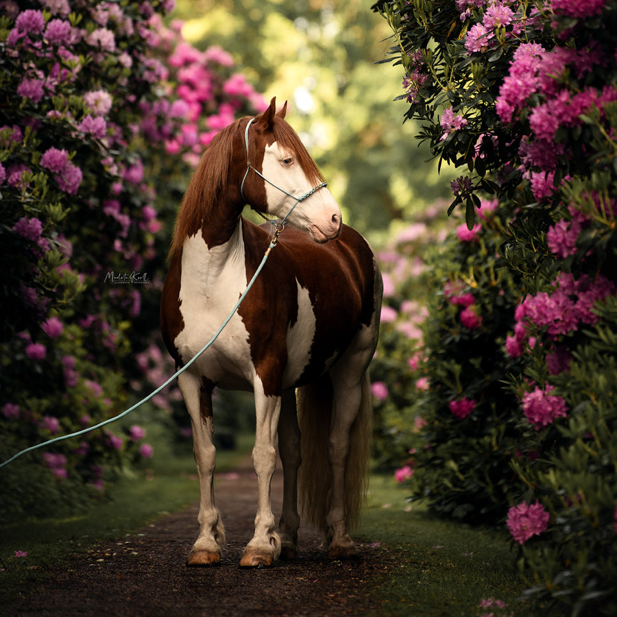 Knotenhalfter "Mint"